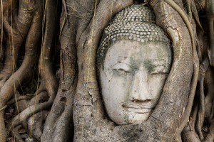 Buddha head in a tree trunk, Wat Mahathat