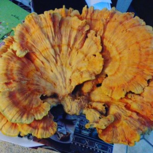 CHICKEN OF THE WOODS