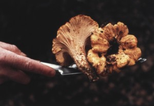 Chanterelles (www.mushroomcouncil.org) 