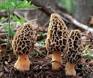 morels